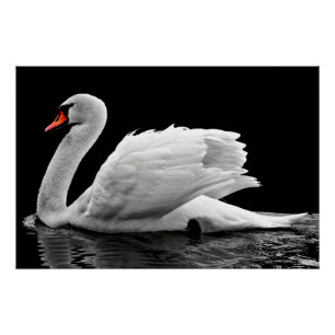 Póster Cisne blanco en el lago