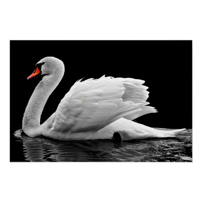 Póster Cisne blanco en el lago (Anverso)
