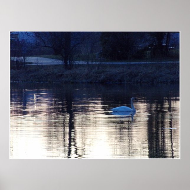 Póster Cisne blanco en Poster Dusk (Frente)