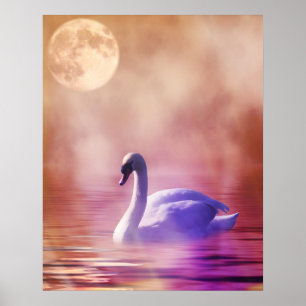 Póster Cisne blanco flotando en un lago polvoriento
