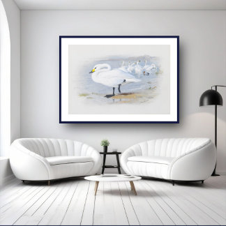 Póster Cisne blanco, ilustracion de Aves
