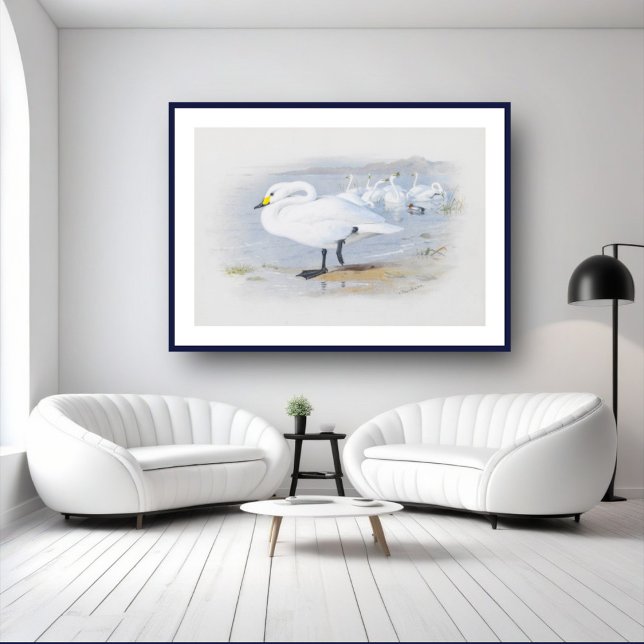 Póster Cisne blanco, ilustracion de Aves (Subido por el creador)