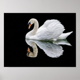 Póster cisne blanco sobre fondo negro