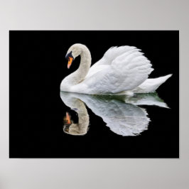 Póster cisne blanco sobre fondo negro