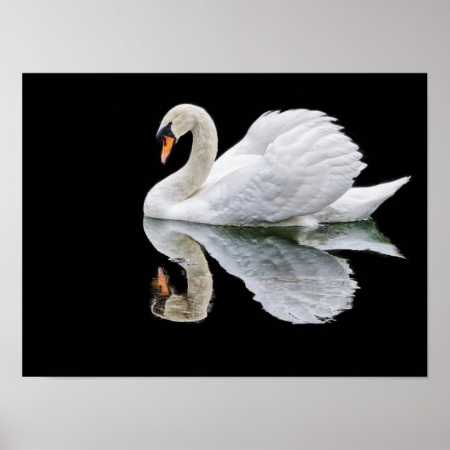 Póster cisne blanco sobre fondo negro (Frente)
