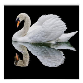 Póster cisne blanco sobre fondo negro