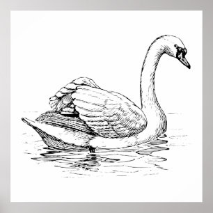 Póster Cisne blanco y negro