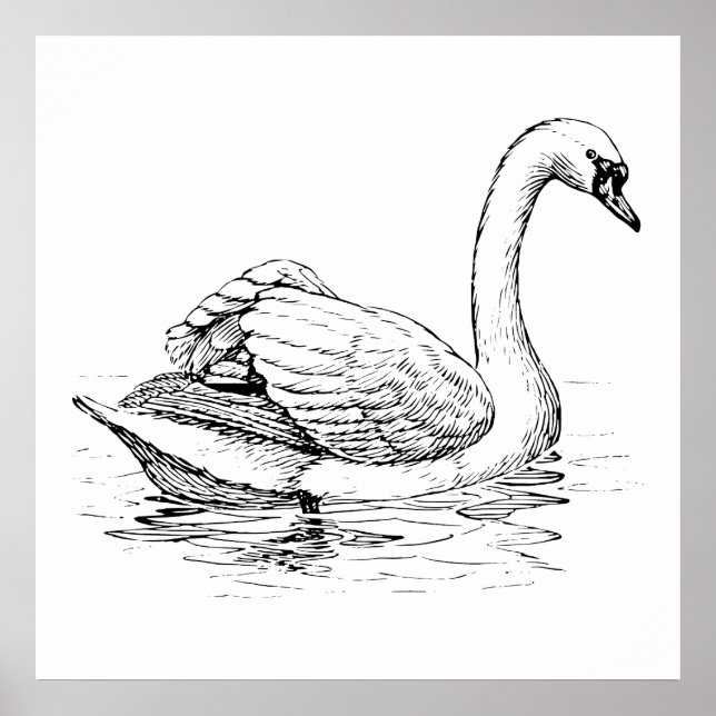 Póster Cisne blanco y negro (Frente)