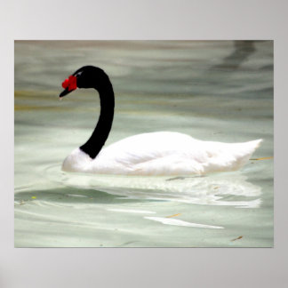 Póster Cisne blanco y negro, el pájaro del amor