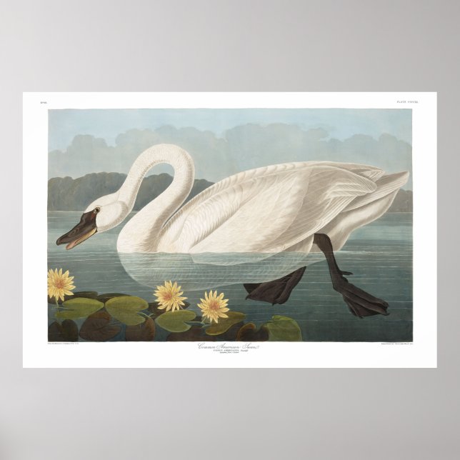 Póster Cisne común estadounidense, placa 411 - Audubon (Frente)