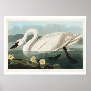 Póster Cisne común estadounidense por Audubon Poster