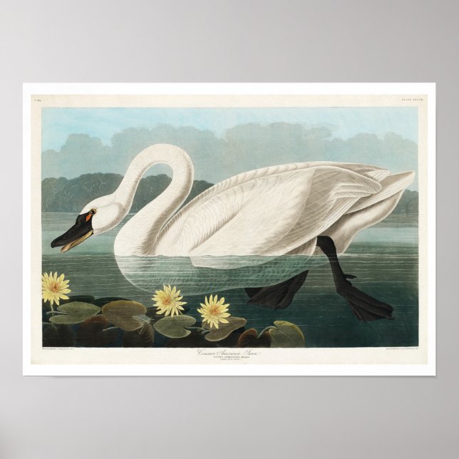 Póster Cisne común estadounidense por Audubon Poster (Frente)