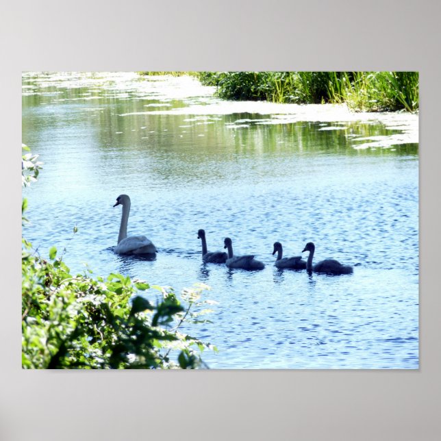 Póster Cisne Con Cygnets En El Río. (Frente)