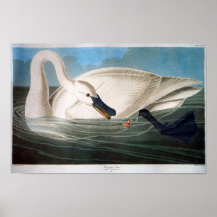 Póster Cisne de trompetista, John James Audubon