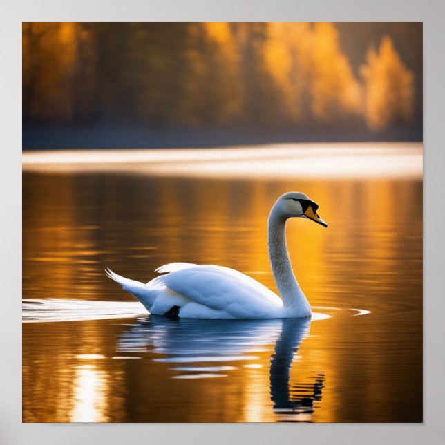 Póster Cisne elegante en un lago (Frente)