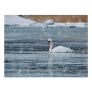 Póster Cisne en condiciones invernales de nieve