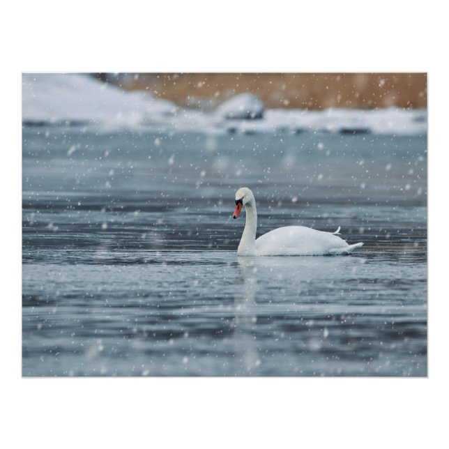 Póster Cisne en condiciones invernales de nieve (Anverso)