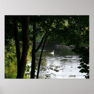 Póster Cisne en el río II