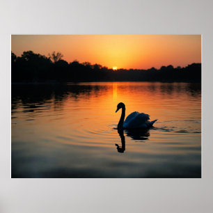 Póster Cisne en un lago, fotografía pintoresca,