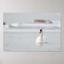 Cisne en un poster de un paisaje marino congelado