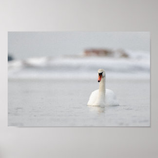 Póster Cisne en un poster de un paisaje marino congelado