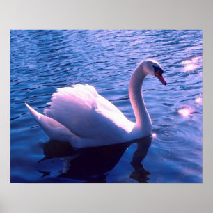 Póster Cisne hermoso en el lago