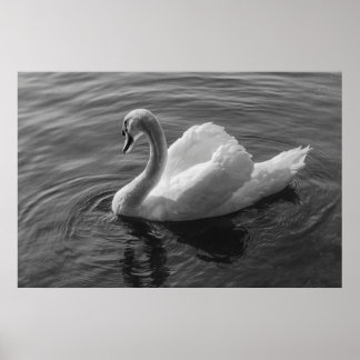 Póster Cisne. Lago Roath Park, Cardiff, Poster Wales B&W