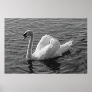 Póster Cisne. Lago Roath Park, Cardiff, Poster Wales B&W