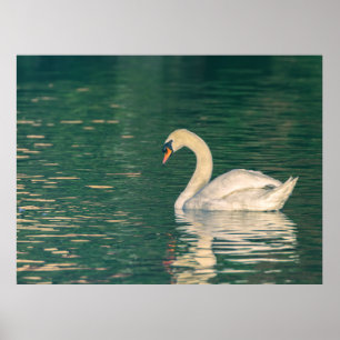 Póster Cisne mudo