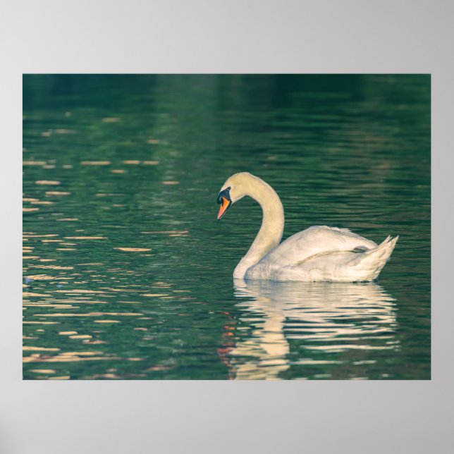 Póster Cisne mudo (Frente)