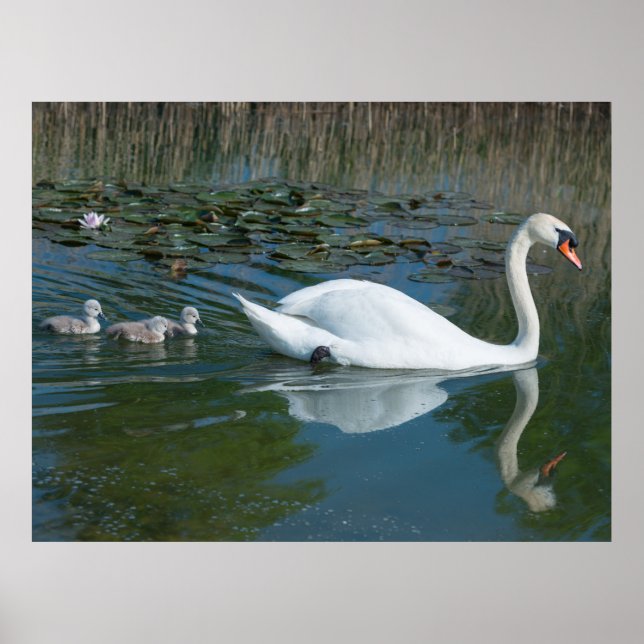 Póster Cisne mudo blanco con crías de cisne sumergiéndose (Frente)