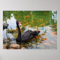 Cisne negra en estanque de peces dorados