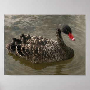 Póster Cisne negro