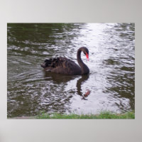 Cisne negro