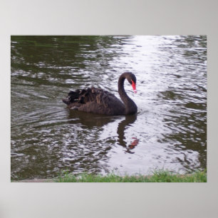 Póster Cisne negro