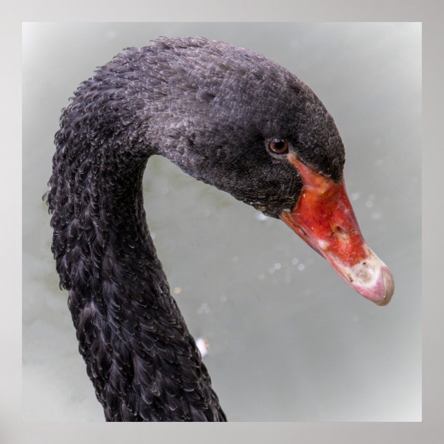 Póster Cisne negro (Frente)