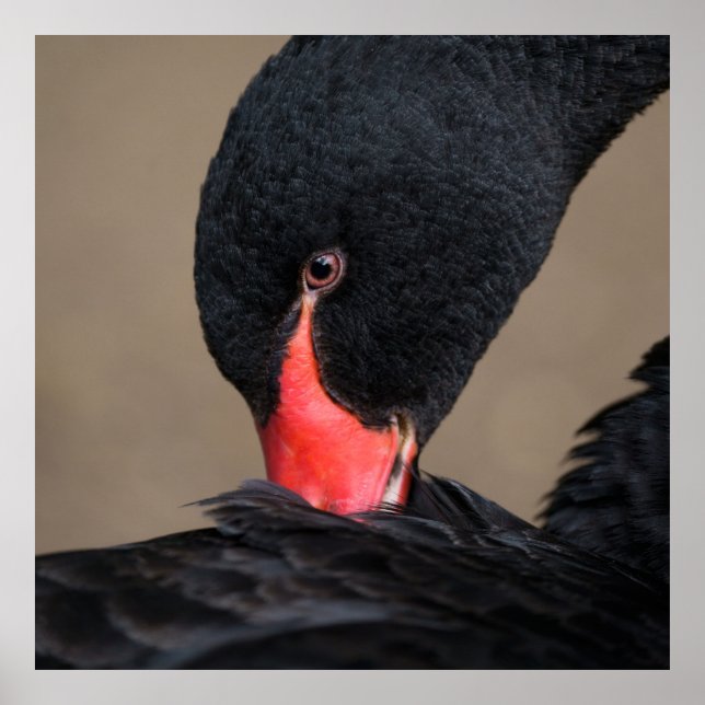 Póster Cisne negro (Frente)