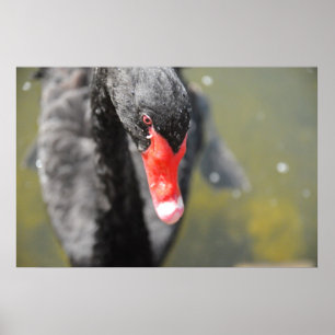 Póster Cisne negro