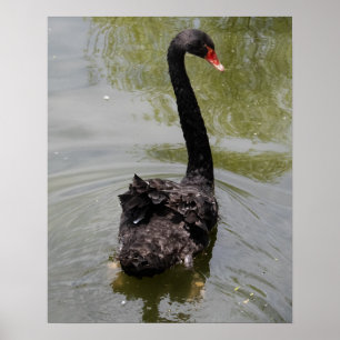 Póster Cisne Negro en Estanque Tranquilo