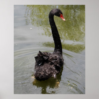 Póster Cisne Negro en Estanque Tranquilo