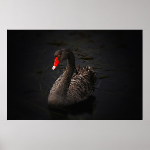 Póster Cisne negro hermoso