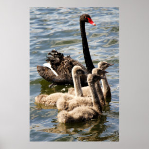 Póster Cisne negro y cignets
