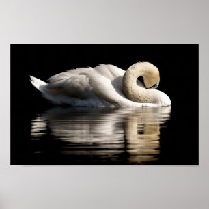 Póster Cisne solitario