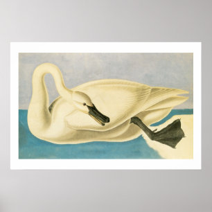 Póster Cisne trompetero por John James Audubon, ave vinta