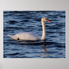 Póster Cisne y agua azul