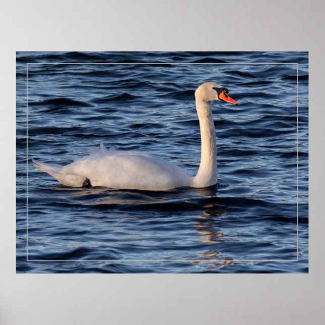 Póster Cisne y agua azul (Frente)