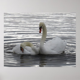 Póster Cisnes