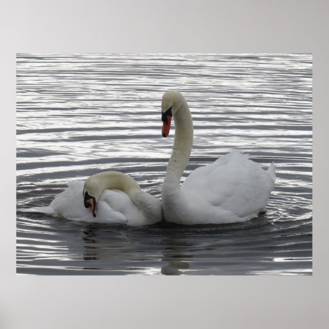 Póster Cisnes (Frente)
