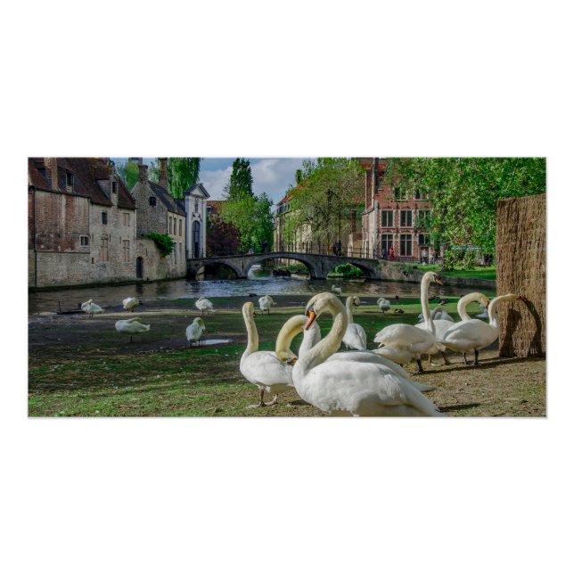 Póster Cisnes blancos en Brujas (Anverso)