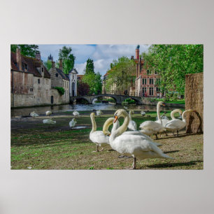 Póster Cisnes blancos en el centro de Brujas